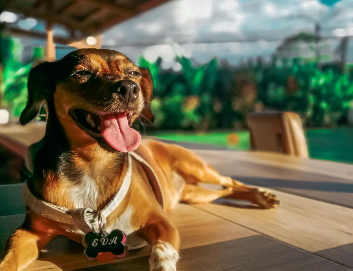 Arenal Backpackers Resort La Fortuna Kültér fotó A dog with a tag